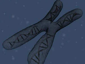 chromosom Model 3D