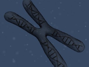 chromosome Modello 3D