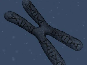 chromosom Model 3D