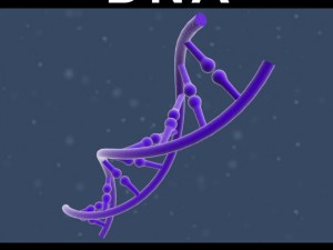 dna Model 3D