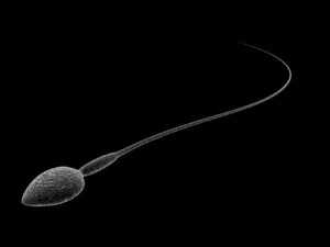 animated sperm 3D Model
