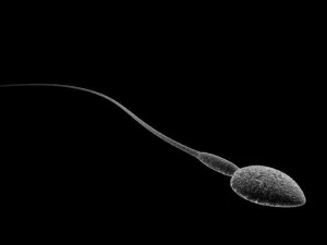 animated sperm 3D Model