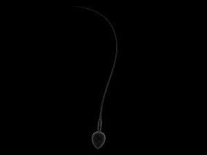 animated sperm 3D Model