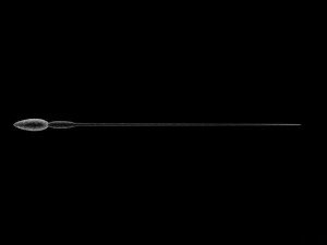 animated sperm 3D 模型