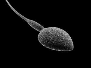 animated sperm 3D Model