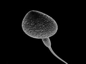 animated sperm 3D 模型