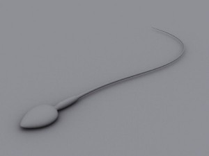 animated sperm 3D 模型