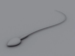 animated sperm 3D Model