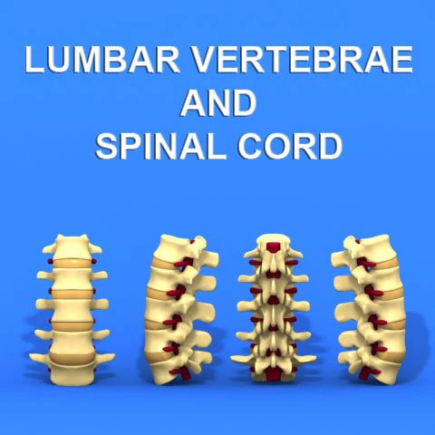 lumbar vertebrae and spinal cord 3D Model .c4d .max .obj .3ds .fbx .stl .blend 