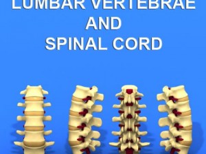 lumbar vertebrae and spinal cord Model 3D
