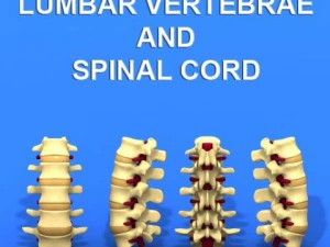 v&eacute;rtebras lombares e medula espinhal Modelo 3D