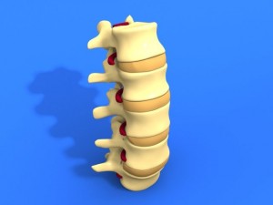 lumbar vertebrae and spinal cord 3Dモデル