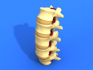 lumbar vertebrae and spinal cord 3Dモデル