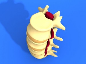 lumbar vertebrae and spinal cord 3Dモデル