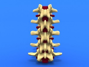lumbar vertebrae and spinal cord 3Dモデル