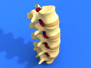 lumbar vertebrae and spinal cord 3Dモデル