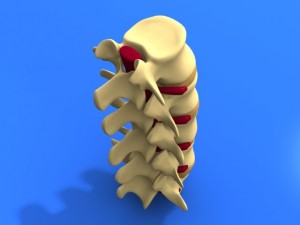 lumbar vertebrae and spinal cord 3Dモデル