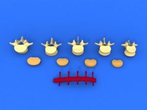 lumbar vertebrae and spinal cord 3Dモデル