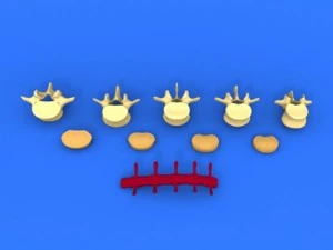 lumbar vertebrae and spinal cord 3D Model