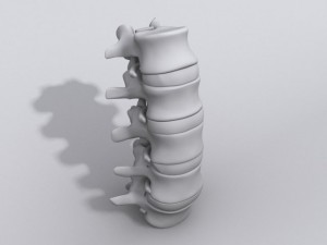 lumbar vertebrae and spinal cord 3Dモデル