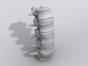 lumbar vertebrae and spinal cord 3D Model