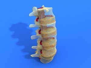 lumbar vertebrae and spinal cord 3Dモデル