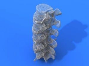 lumbar vertebrae and spinal cord 3D Model