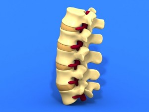 lumbar vertebrae and spinal cord 3Dモデル