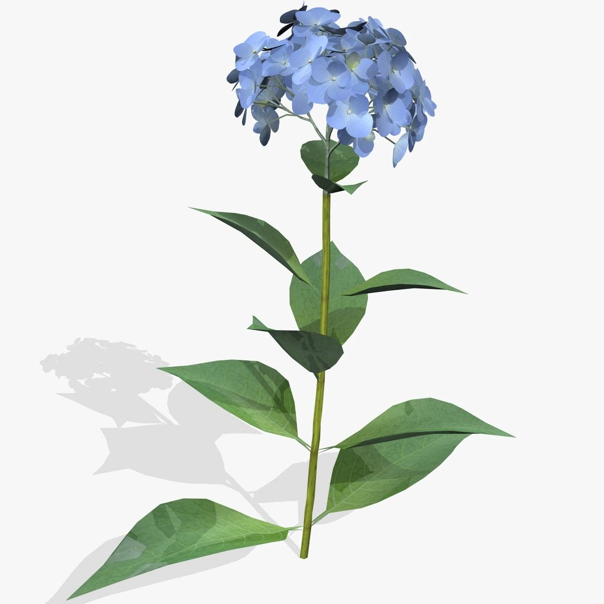 flower ajisai 3D Model .c4d .max .obj .3ds .fbx .stl .blend 