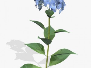 flower ajisai 3D Model