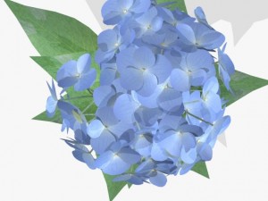 flower ajisai 3D 模型