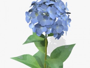 flower ajisai 3D 模型
