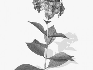 flower ajisai 3D 模型