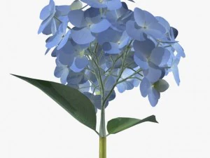 flower ajisai 3D Model