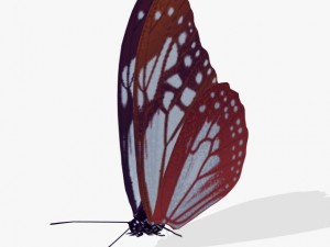 fantasy butterfly 3D Model