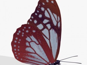 fantasy butterfly 3D Model