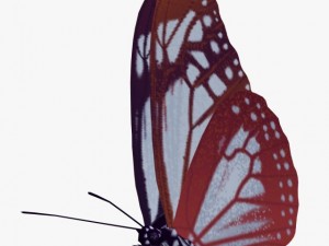 fantasy butterfly 3D Model