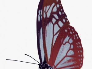 fantasy butterfly 3D Model