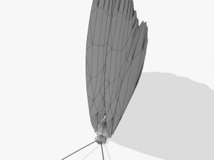 fantasy butterfly 3D Model