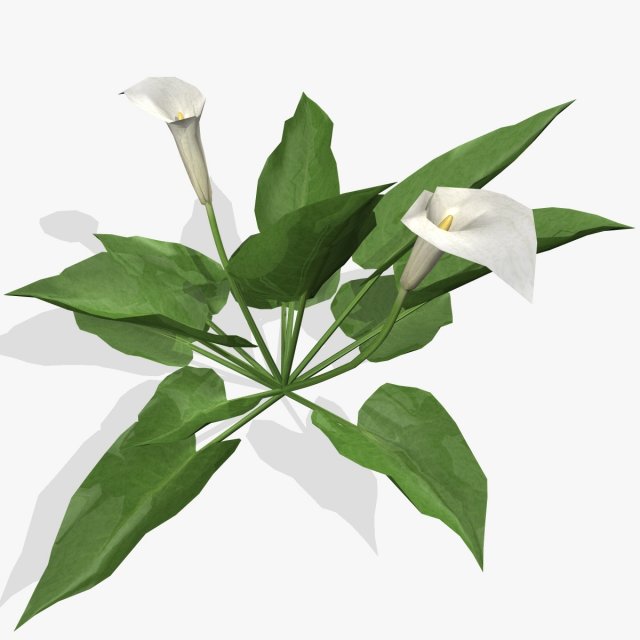 flower calla 3D Модель .c4d .max .obj .3ds .fbx .stl .blend