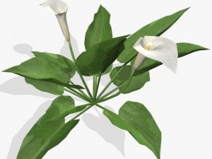 flower calla 3D मॉडल