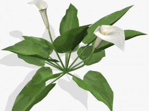 flower calla 3D Model