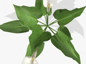 flower calla 3D Модель