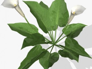 flower calla 3D Модель