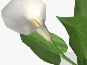 flower calla 3D Model
