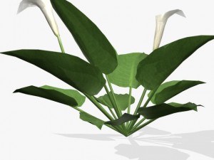 flower calla 3D Модель