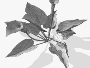 flower calla 3D Model