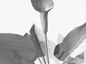 flower calla 3D Model