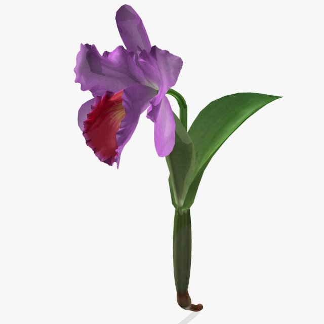 flower cattleya 3Dモデル .c4d .max .obj .3ds .fbx .stl .blend 
