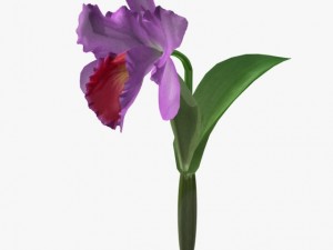 flower cattleya 3D Model